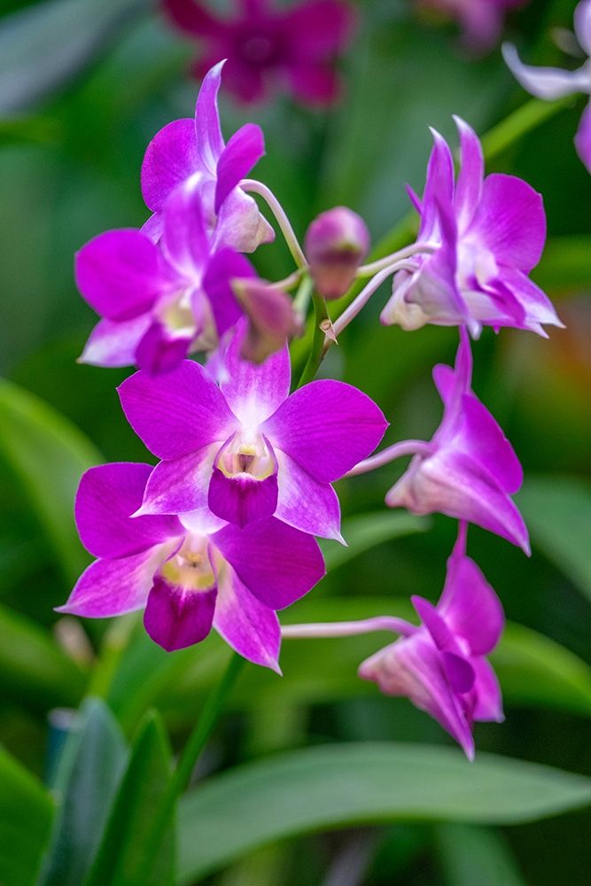 Dendrobium Orchid